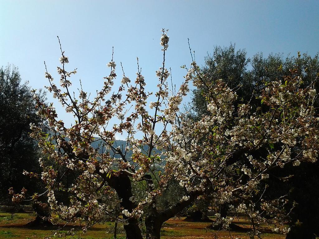 La Collina Degli Ulivi Lägenhet Fasano Exteriör bild